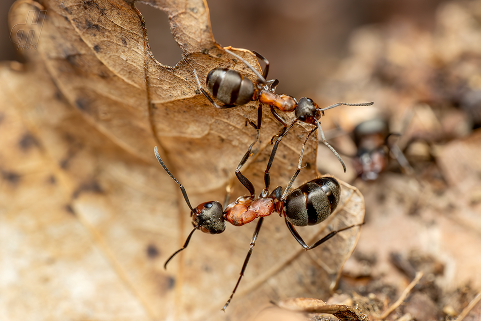mravenec lesní - Formica rufa