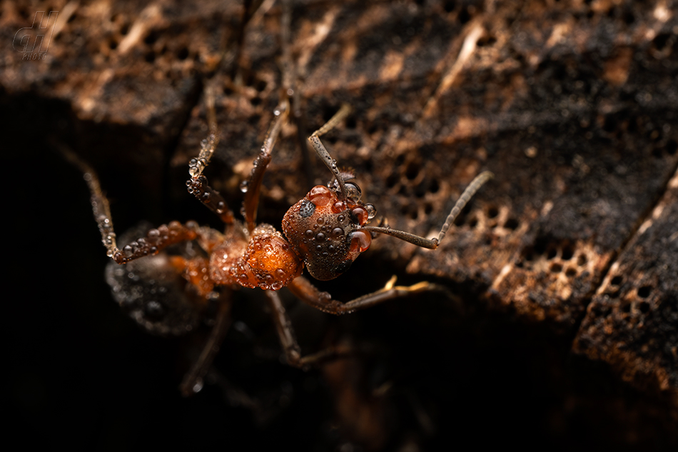 mravenec lesní - Formica rufa