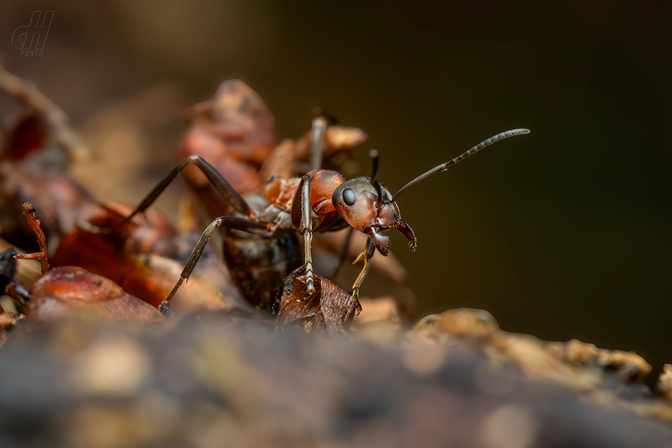 mravenec lesní - Formica rufa