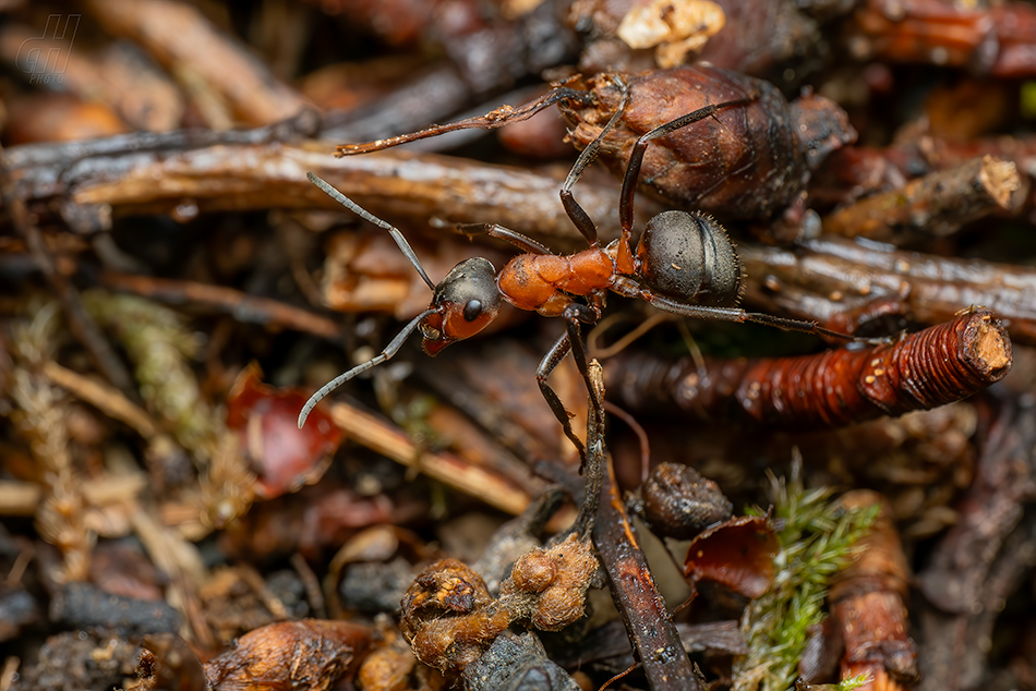mravenec lesní - Formica rufa