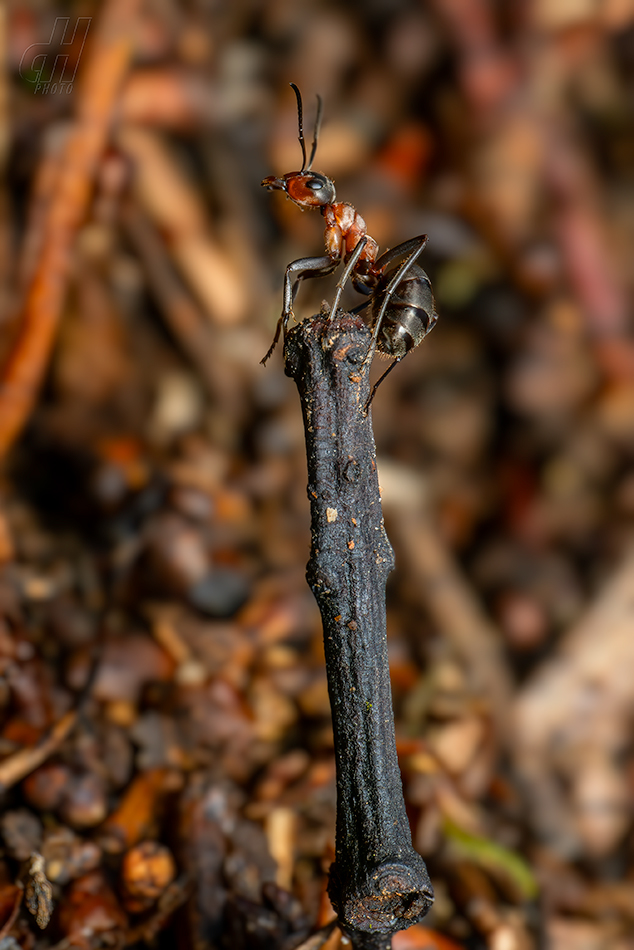 mravenec lesní - Formica rufa