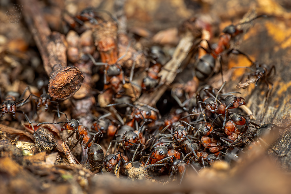 mravenec lesní - Formica rufa