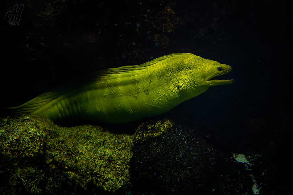 muréna zelenavá - Gymnothorax funebris