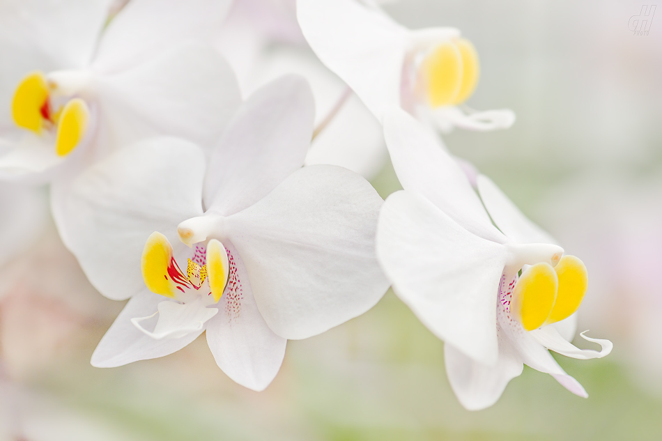 můrovec vznešený - Phalaenopsis amabilis