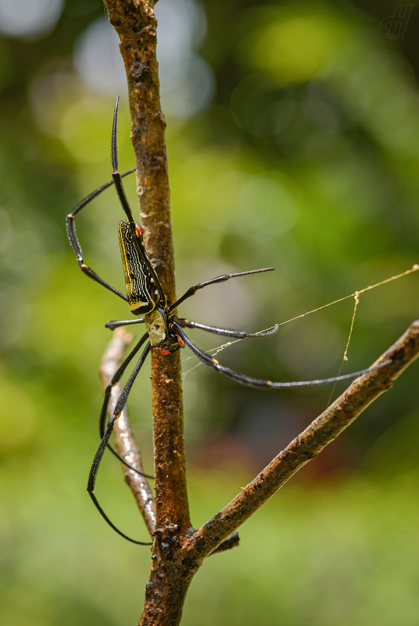 nefila chluponohá - Nephila pilipes