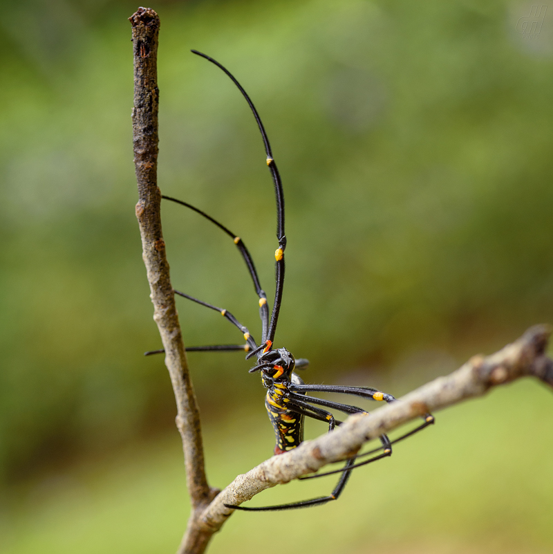 nefila chluponohá - Nephila pilipes