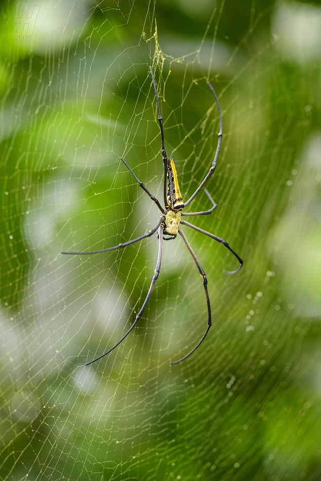 nefila chluponohá - Nephila pilipes