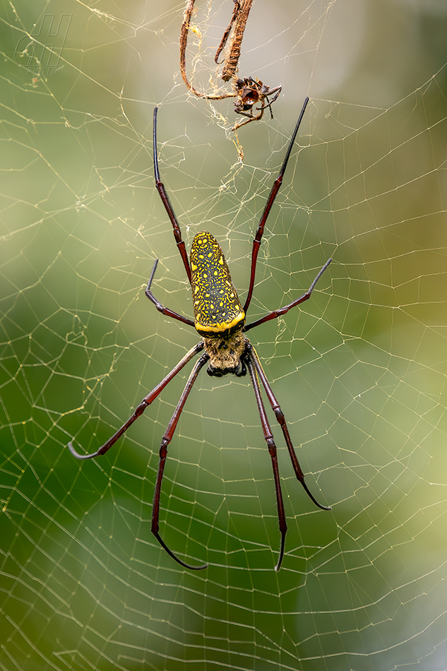 nefila východní - Trichonephila antipodiana