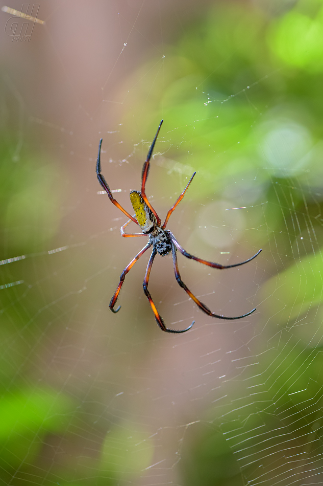 nefila zlatá - Nephila inaurata madagascariensis