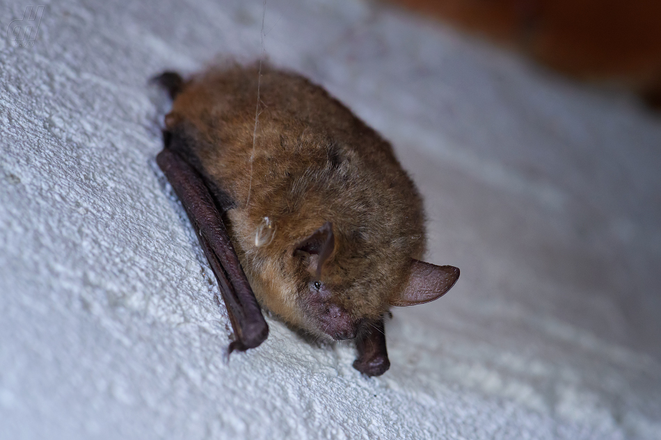 netopýr vodní - Myotis daubentonii