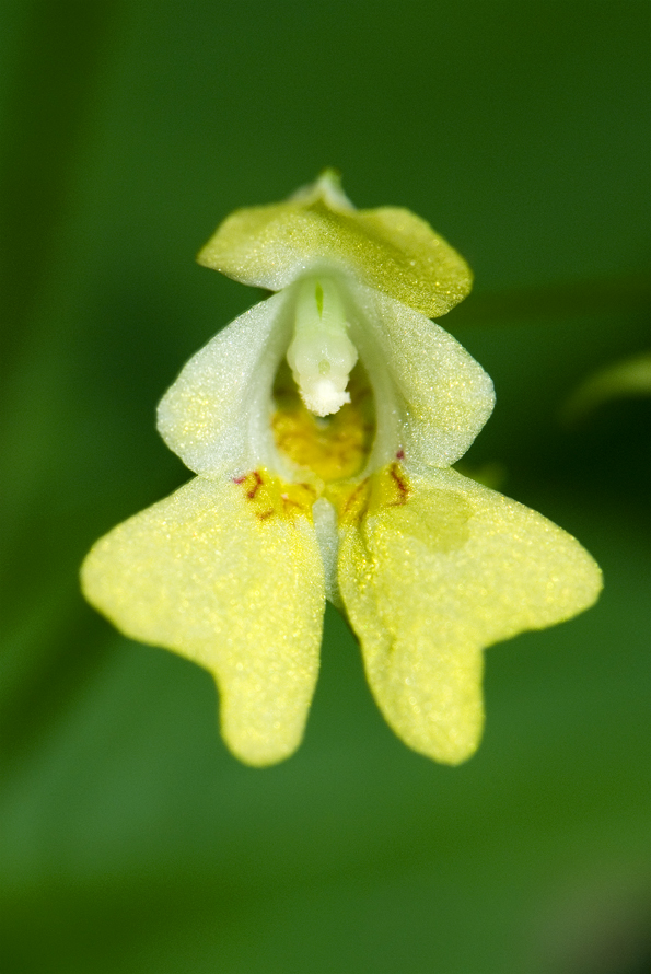 netýkavka malokvětá - Impatiens parviflora