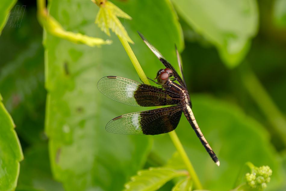 Neurothemis tullia