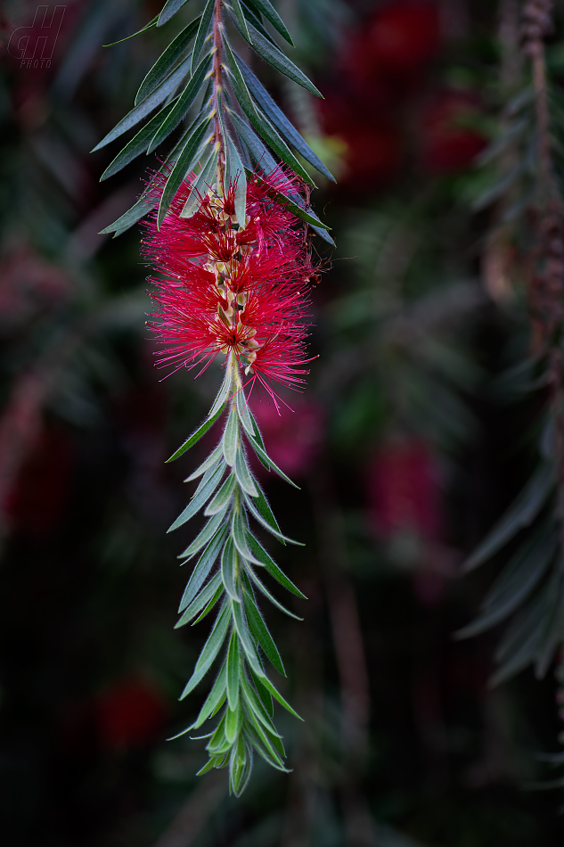 nitkovec vrbový - Callistemon viminalis