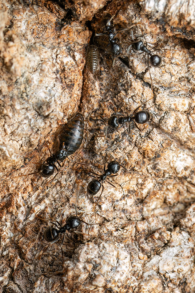 nosálka dubová - Stomaphis quercus