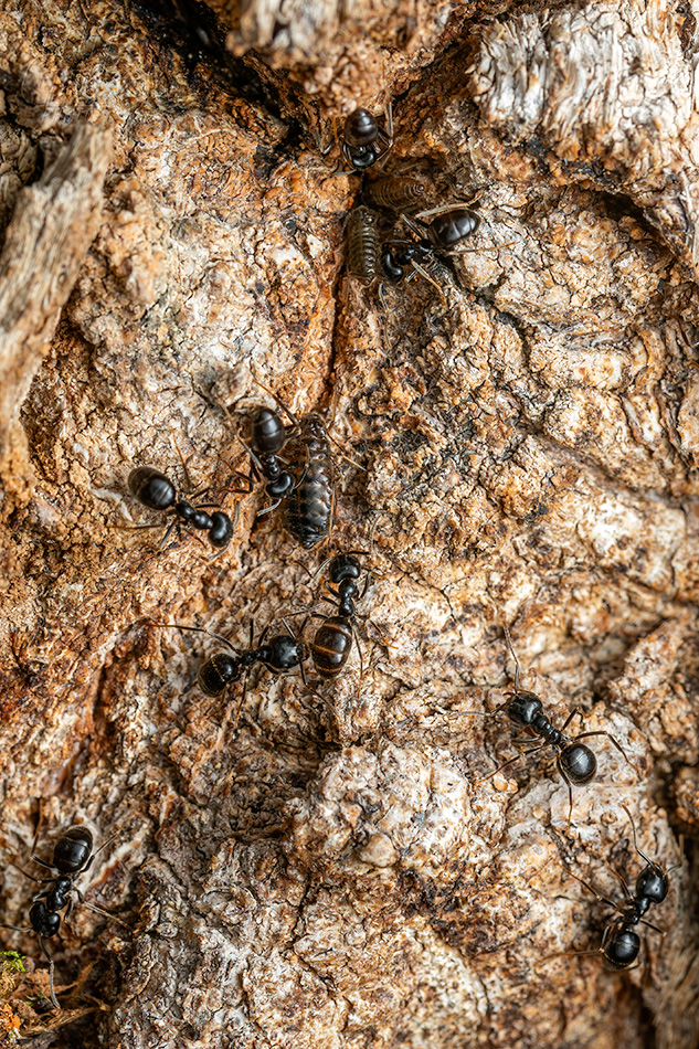 nosálka dubová - Stomaphis quercus