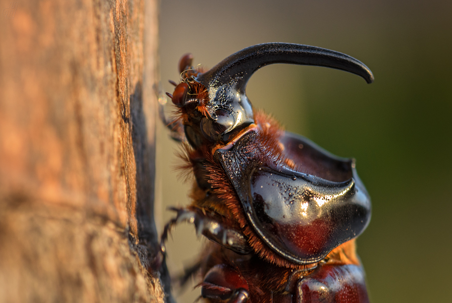 nosorožík kapucínek - Oryctes nasicornis