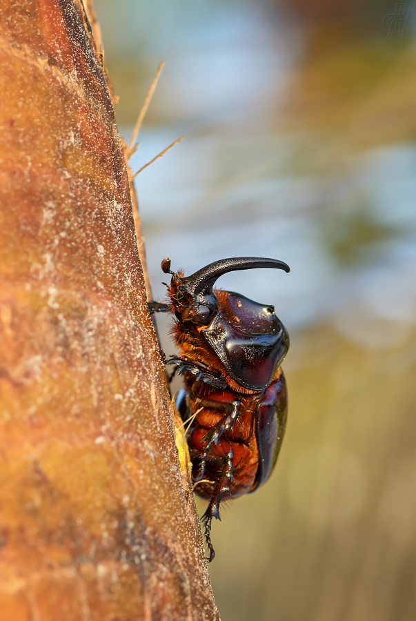 nosorožík kapucínek - Oryctes nasicornis