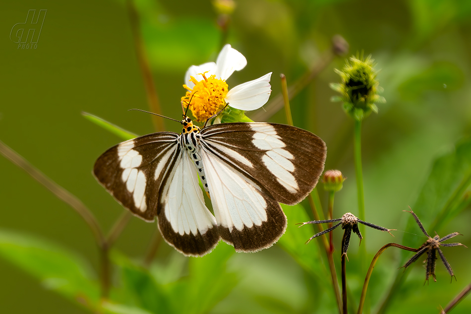 Nyctemera tripunctaria