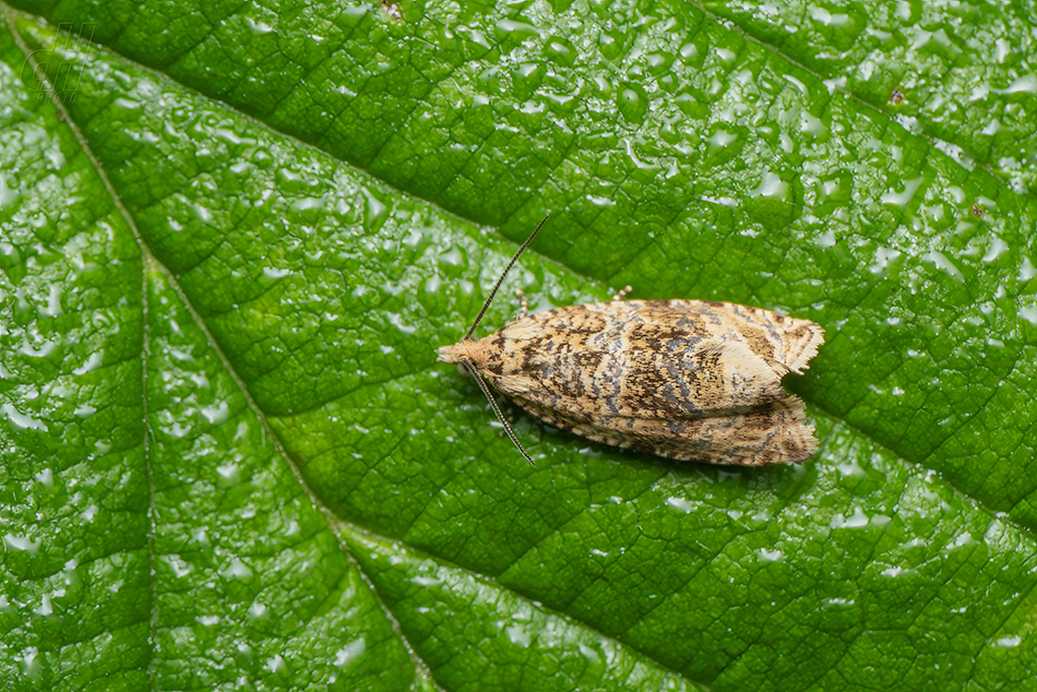 obaleč jahodníkový - Syricoris lacunana
