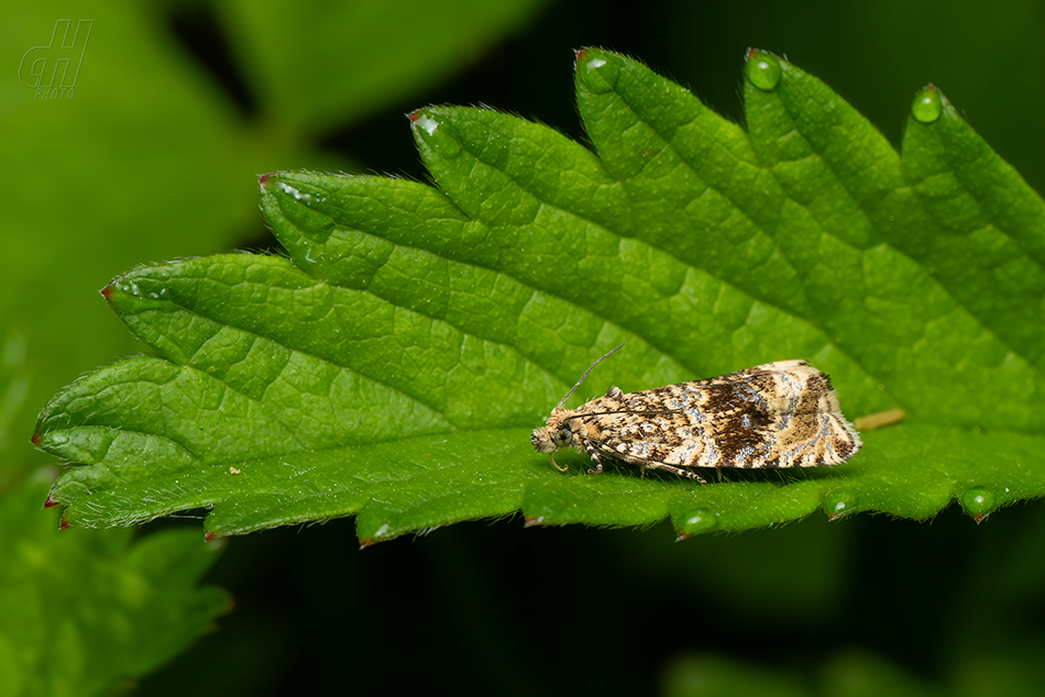 obaleč jahodníkový - Syricoris lacunana