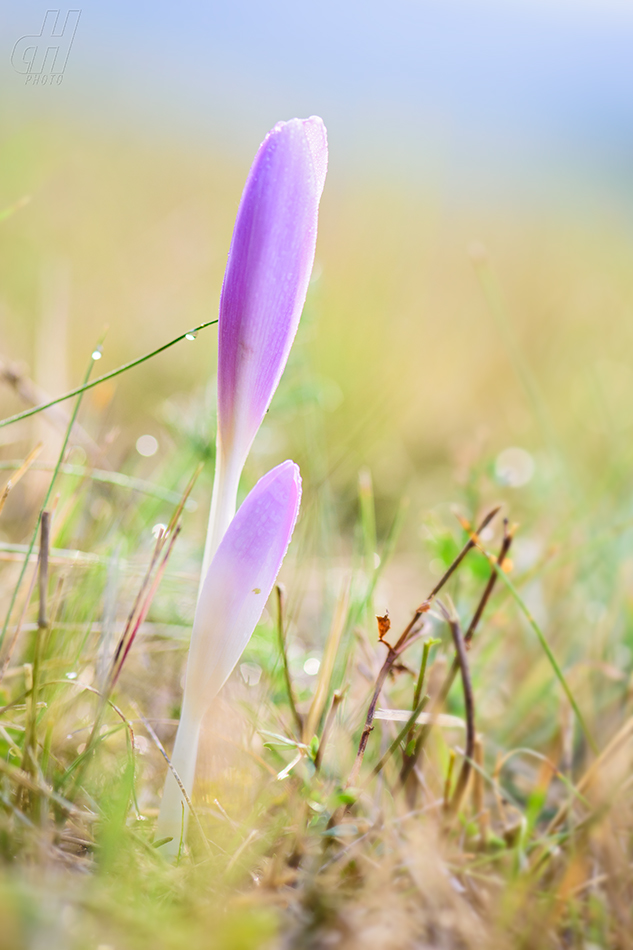 ocún jesenní - Colchicum autumnale