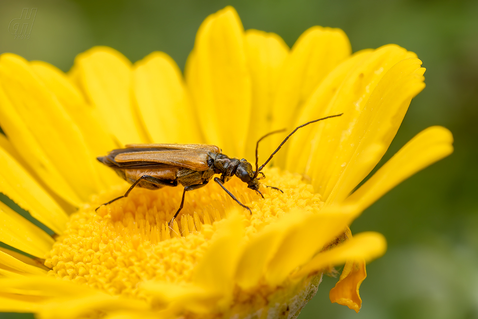 Oedemera femorata