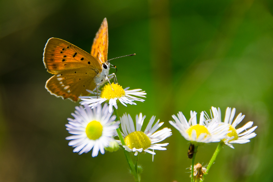 ohniváček celíkový - Lycaena virgaureae