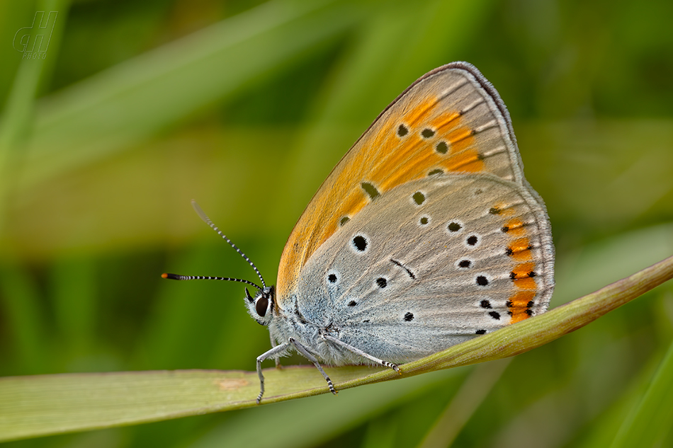 ohniváček černočárný - Lycaena dispar