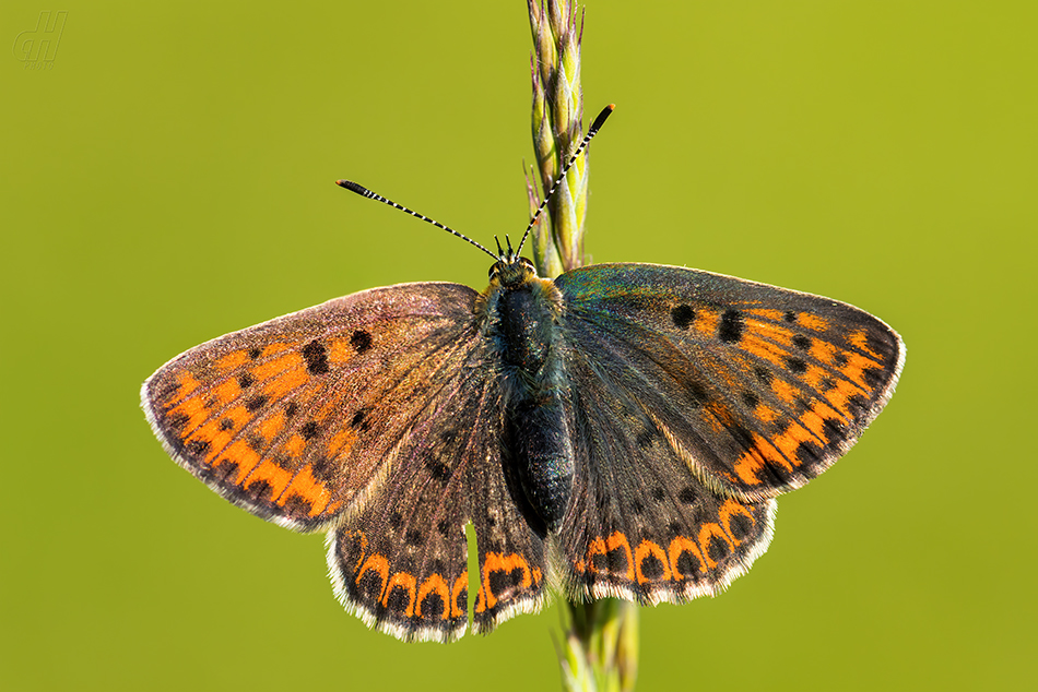 ohniváček černoskvrnný - Lycaena tityrus