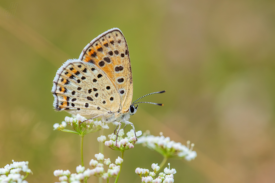 ohniváček černoskvrnný - Lycaena tityrus