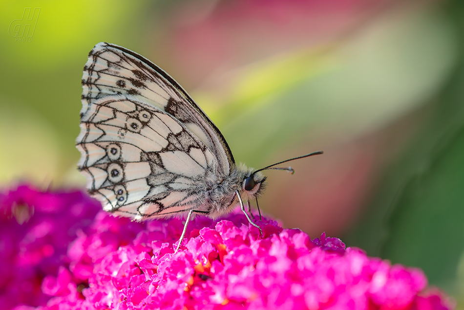 okáč bojínkový - Melanargia galathea