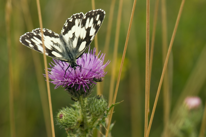 okáč bojínkový - Melanargia galathea