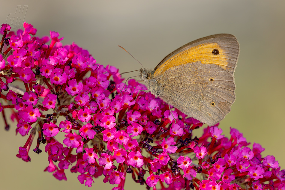 okáč luční - Maniola jurtina