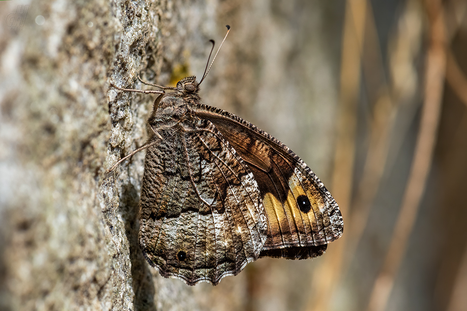 okáč metlicový - Hipparchia semele
