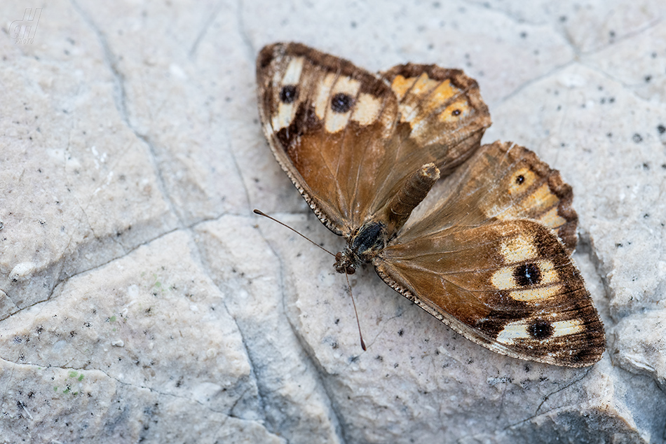 okáč metlicový - Hipparchia semele