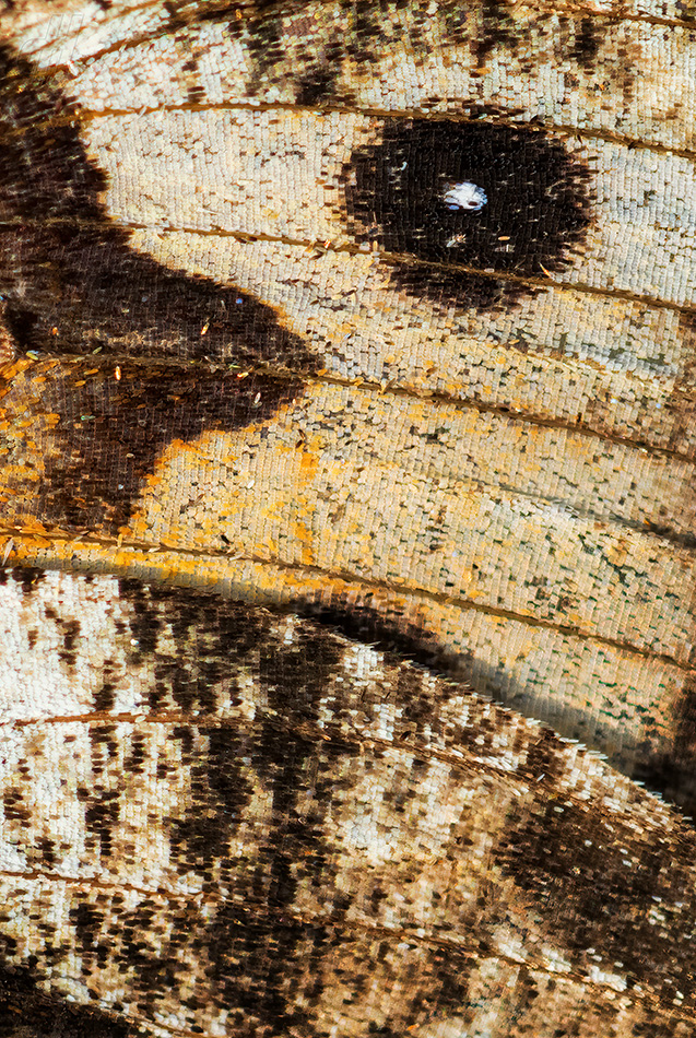 okáč metlicový - Hipparchia semele