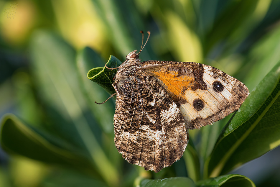 okáč metlicový - Hipparchia semele
