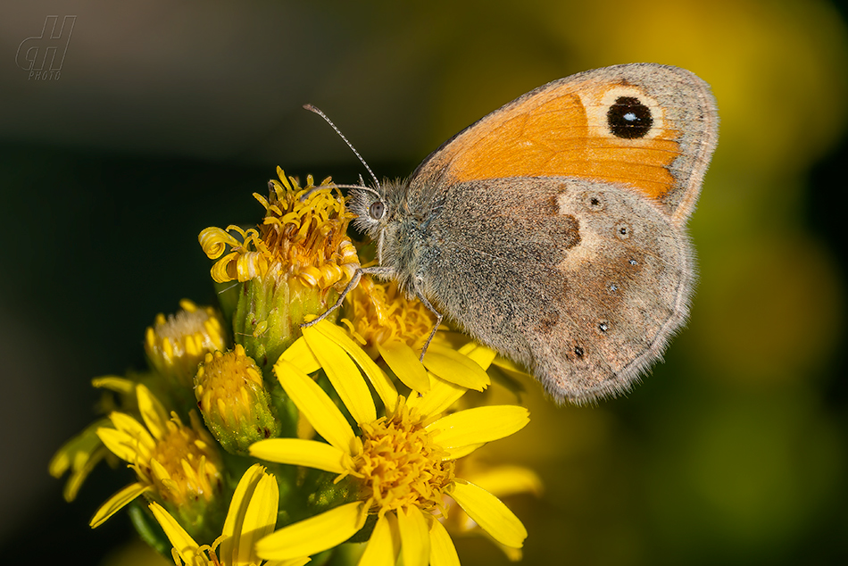 okáč poháňkový - Coenonympha pamphilus