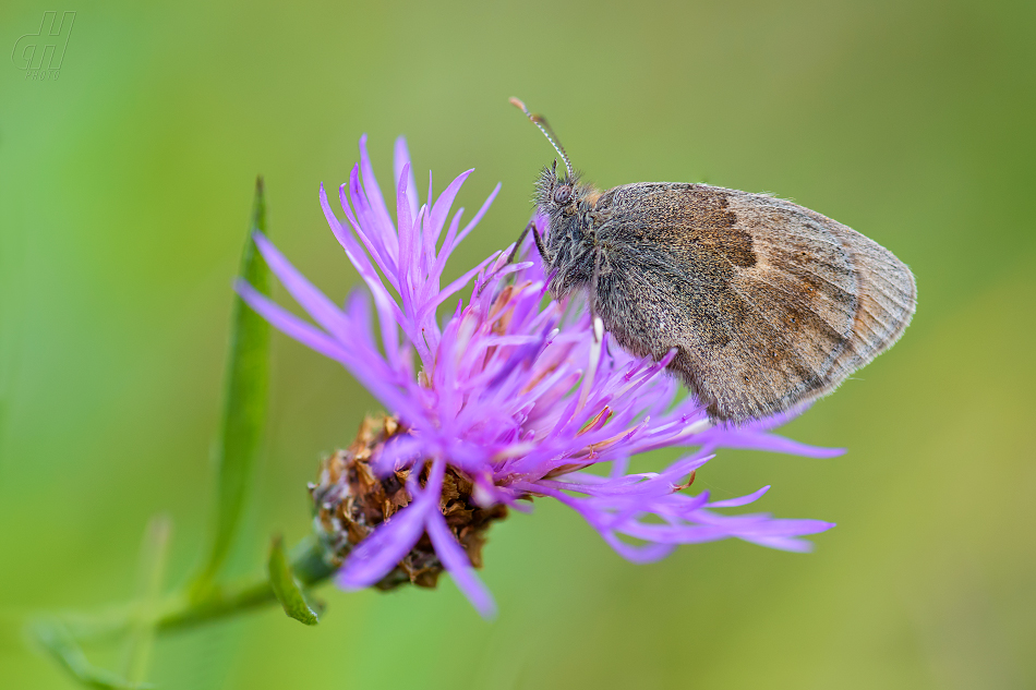 okáč poháňkový - Coenonympha pamphilus