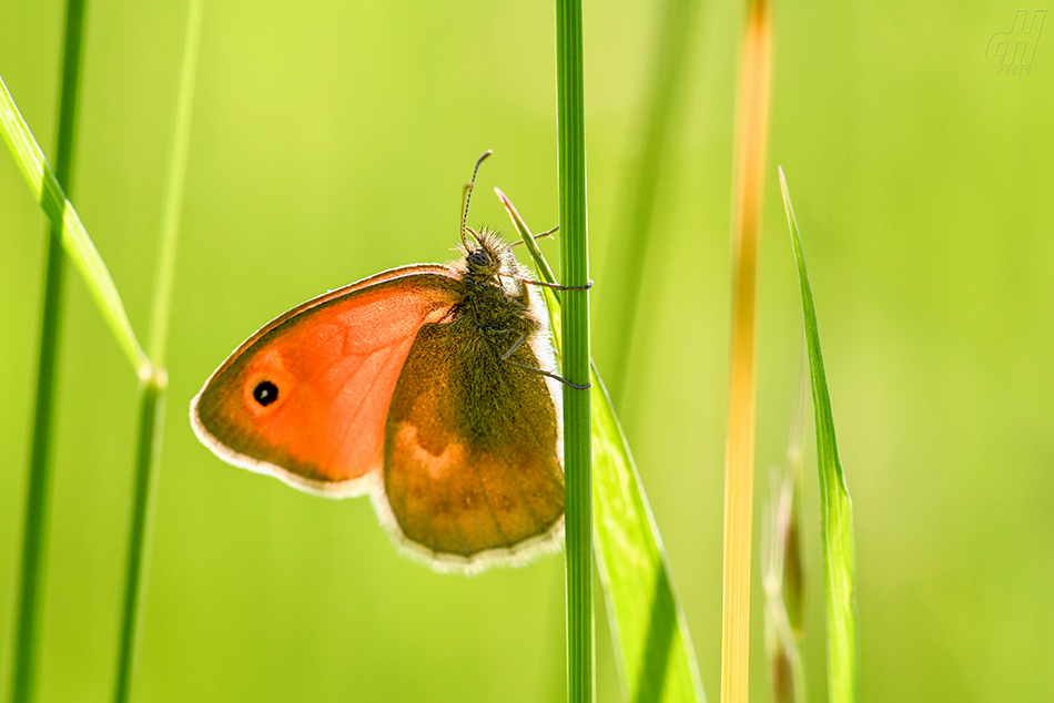 okáč poháňkový - Coenonympha pamphilus