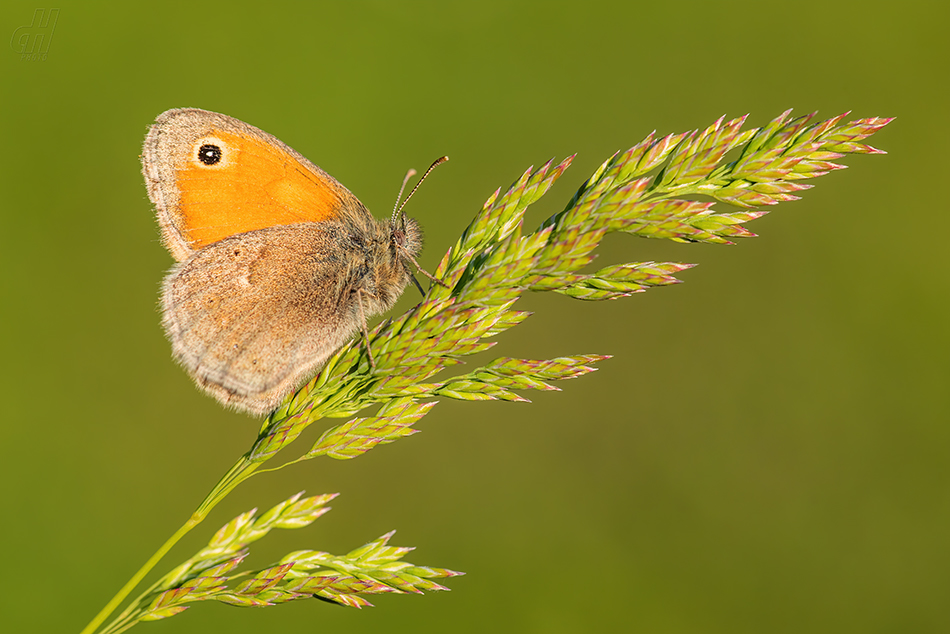 okáč poháňkový - Coenonympha pamphilus