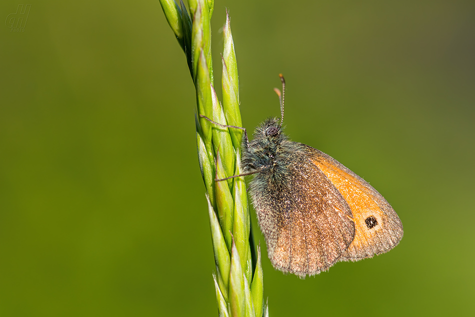 okáč poháňkový - Coenonympha pamphilus