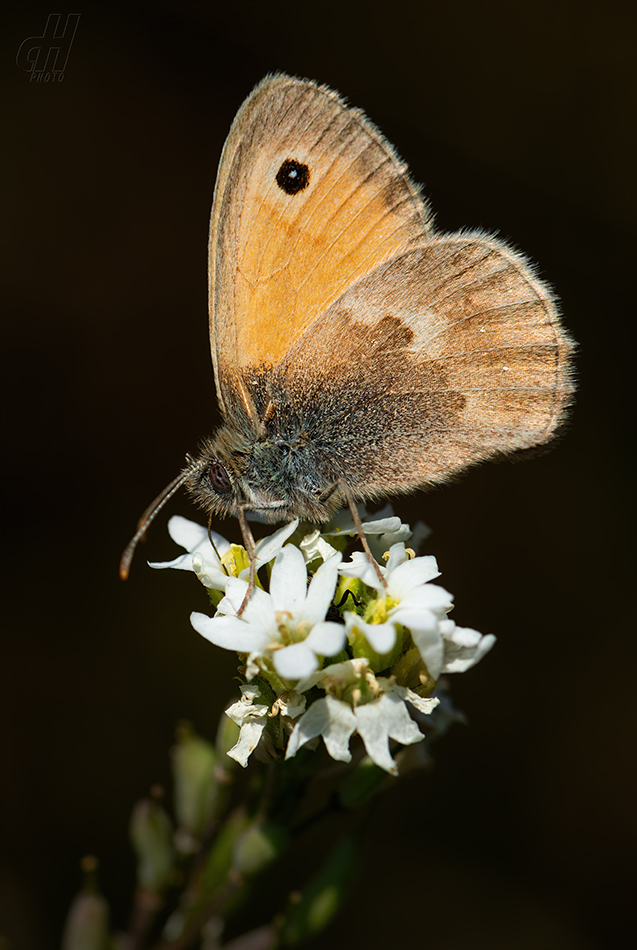 okáč poháňkový - Coenonympha pamphilus