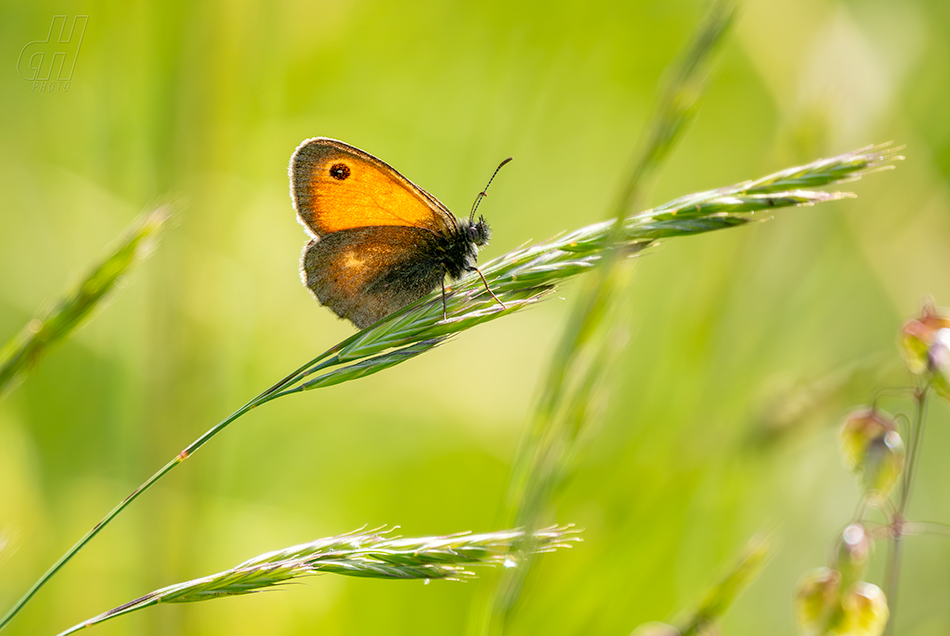 okáč poháňkový - Coenonympha pamphilus