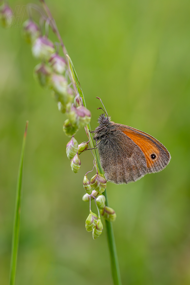 okáč poháňkový - Coenonympha pamphilus