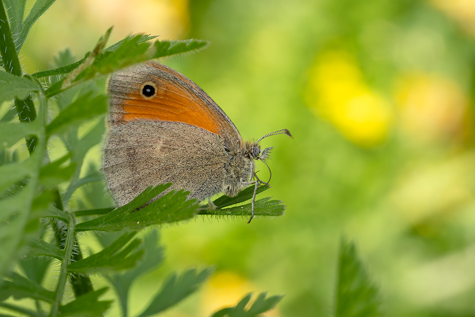 okáč poháňkový - Coenonympha pamphilus