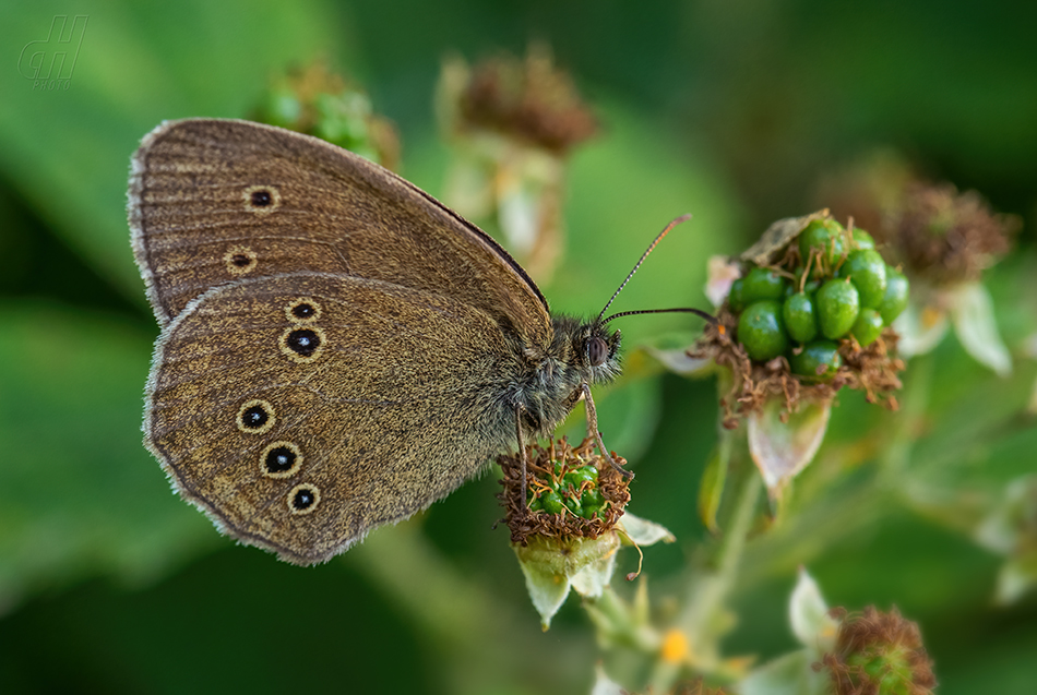 okáč prosíčkový - Aphantopus hyperantus