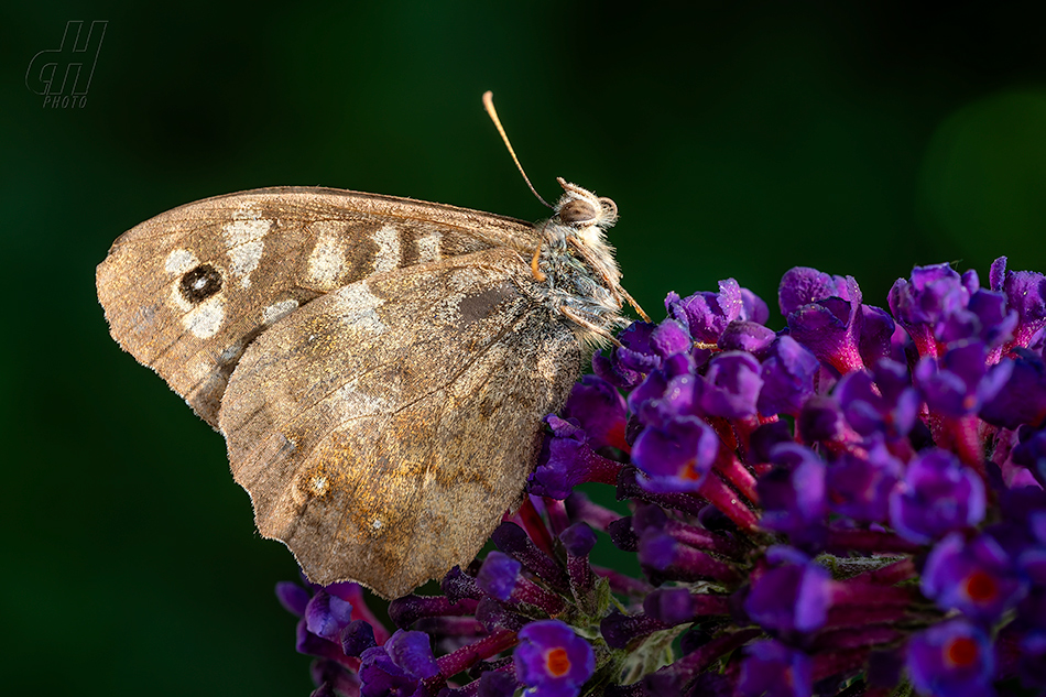 okáč pýrový - Pararge aegeria