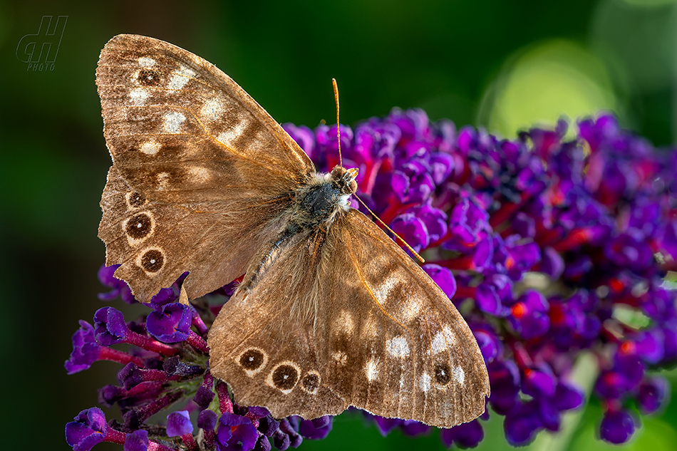 okáč pýrový - Pararge aegeria