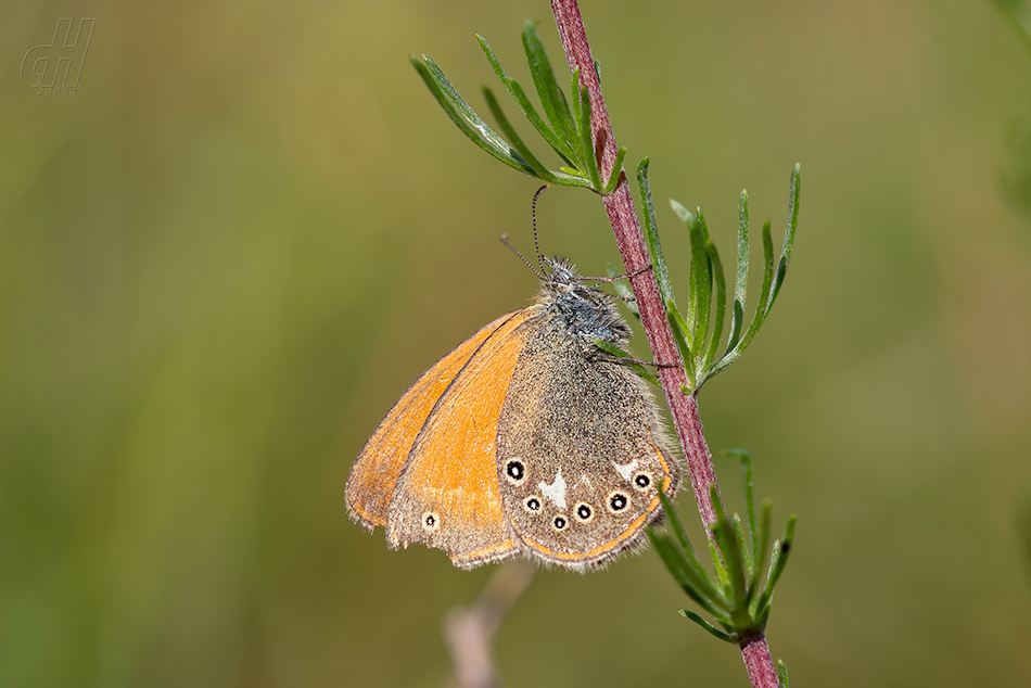 okáč třeslicový - Coenonympha glycerion